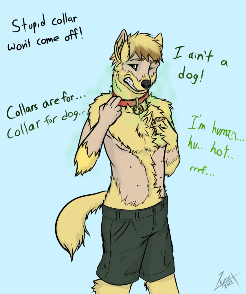 anthro bottomwear canid canine canis clothing collar domestic_dog english_text fur grimace hi_res humanoid lupex magic male mammal mid_transformation mind_control nipples shirtless shirtless_male shorts simple_background solo text transformation yellow_body yellow_fur