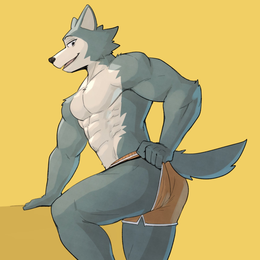 2022 abs anthro beastars bent_leg big_muscles bottomwear bottomwear_pull canid canine canis clothed clothing clothing_pull fur hi_res jrjresq legoshi_(beastars) looking_at_viewer male mammal muscular muscular_anthro muscular_male obliques pecs seductive shorts shorts_pull side_view simple_background smile solo standing tongue topless topless_anthro topless_male tuft wolf yellow_background