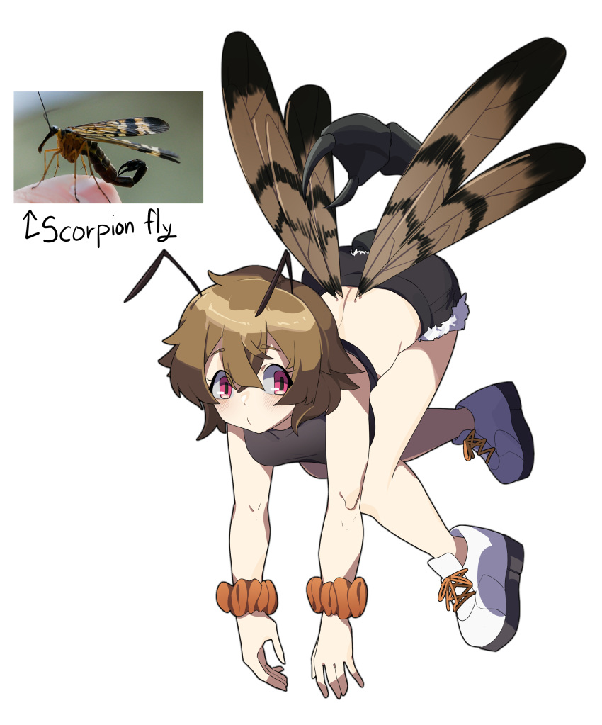 1girl absurdres antennae arthropod_girl black_shorts brown_hair bug closed_mouth cross-laced_footwear flying full_body fur-trimmed_shorts fur_trim gomulgong hair_between_eyes highres insect_wings looking_at_viewer o3o orange_scrunchie original personification photo_inset pink_eyes rectangular_pupils reference_inset scorpion_tail scrunchie shoes short_hair shorts simple_background sneakers solo tail white_background white_footwear wings wrist_scrunchie