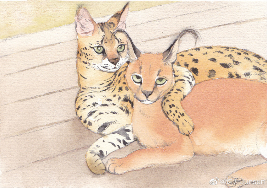 animal_focus animal_request caracal cat cuddling feet_out_of_frame junsun lying multiple_cats no_humans on_bench on_stomach original serval simple_background smile traditional_media weibo_logo weibo_username