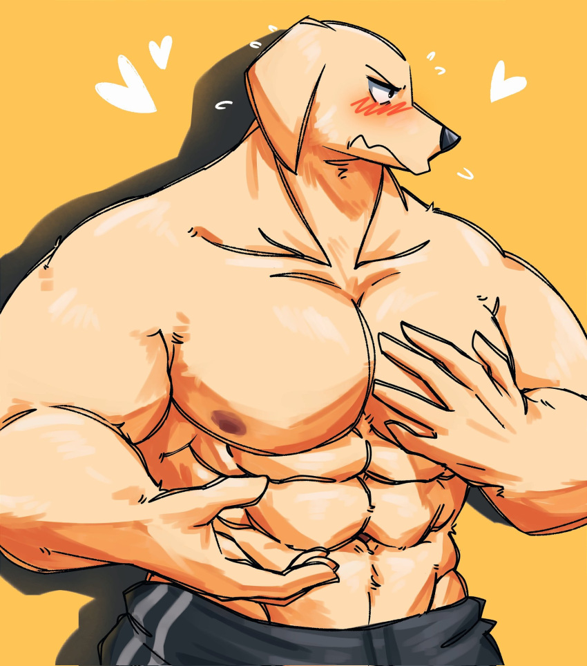 &lt;3 2022 abs anthro barazoku beastars biceps big_muscles bird_dog blush bodily_fluids bottomwear canid canine canis clothed clothing domestic_dog eyebrows flustered frown fur hi_res huge_muscles hunting_dog jack_(beastars) labrador looking_away male mammal muscular muscular_anthro muscular_male narrowed_eyes navel nipples obliques pants pecs retriever shadow simple_background solo standing sweat sweatdrop teseirei topless topless_anthro topless_male tuft yellow_background