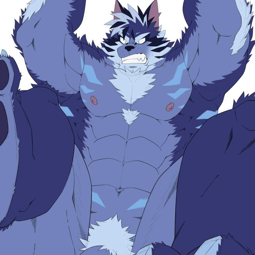 abs anthro blue_body blue_fur canid canine canis flaccid fur genitals hi_res homohomofever lifewonders male mammal muscular muscular_anthro muscular_male nipples nude pecs penis penis_base pubes solo tindalos_(tas) tokyo_afterschool_summoners video_games wolf