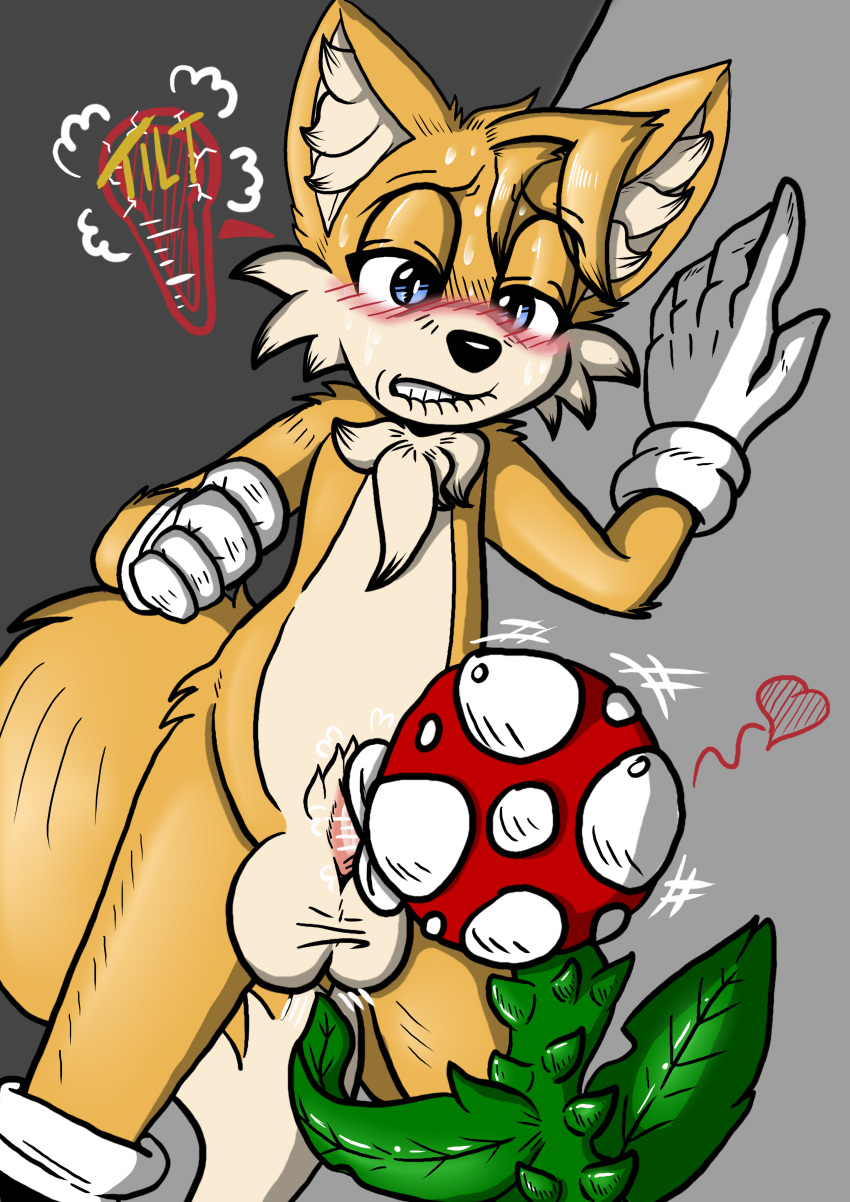 absurd_res anthro balls big_balls bite biting_lip blush bodily_fluids canid canine chest_tuft clothing duo elemental_creature fellatio flora_fauna fox genitals gloves handwear hi_res intersex intersex/male interspecies male mammal mario_bros miles_prower mobian_fox nintendo oral penile penis piranha_plant plant plant_on_anthro sega sex sonic_the_hedgehog_(series) super_smash_bros. sweat tickling_balls tuft twin_tailed video_games white_clothing white_gloves white_handwear xxtheoneguyxx