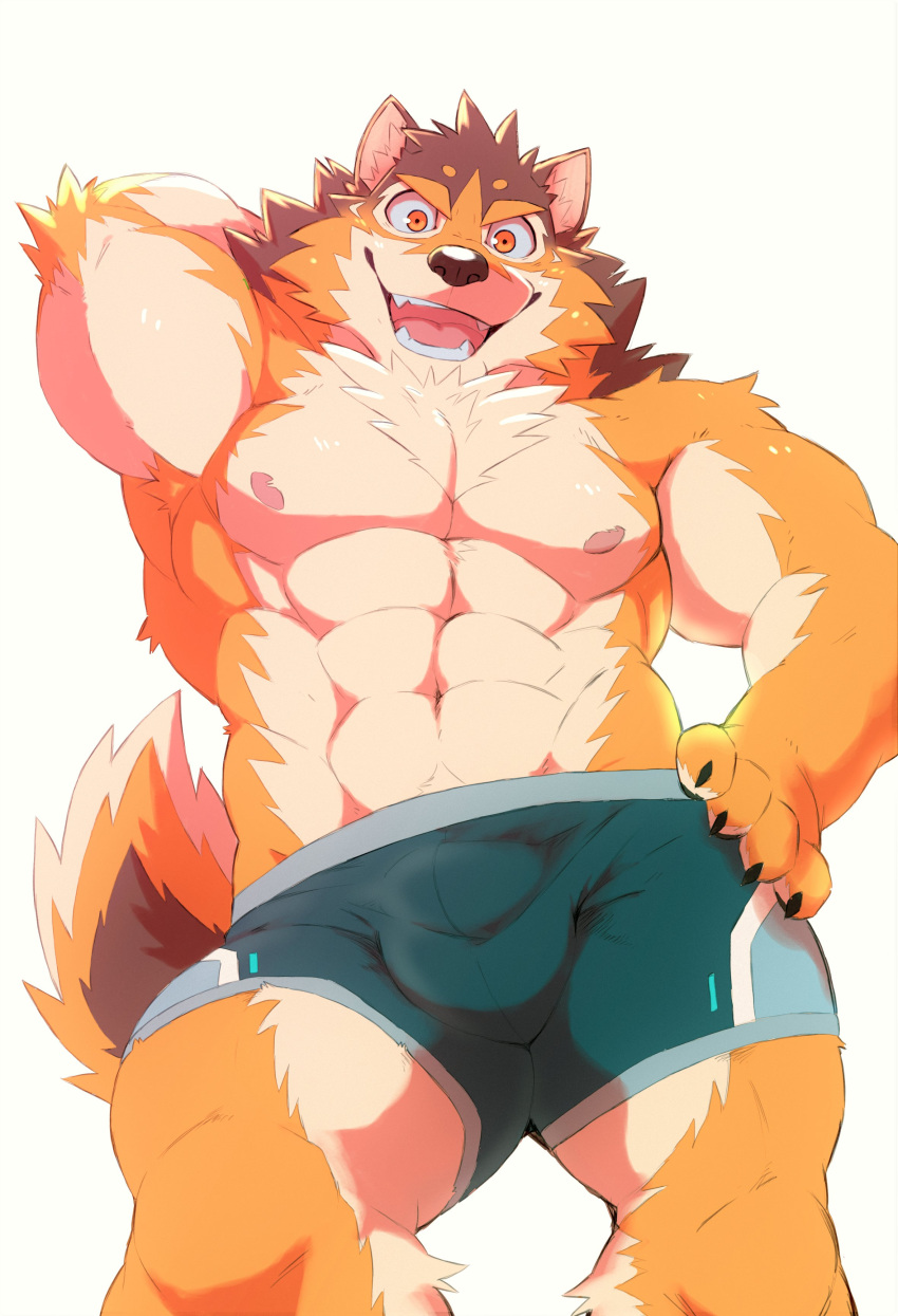 abs absurd_res anthro barrel_(live-a-hero) brown_body brown_fur bulge canid canine canis clothing fur heylaw21 hi_res lifewonders live-a-hero looking_at_viewer male mammal muscular muscular_anthro muscular_male nipples pecs solo underwear video_games wolf
