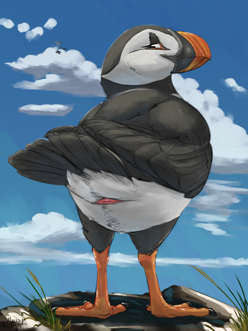 2022 alcid ambiguous_gender animal_genitalia avian bird cloaca cloud detailed_background feral genitals hi_res lari magpi presenting presenting_cloaca puffin solo