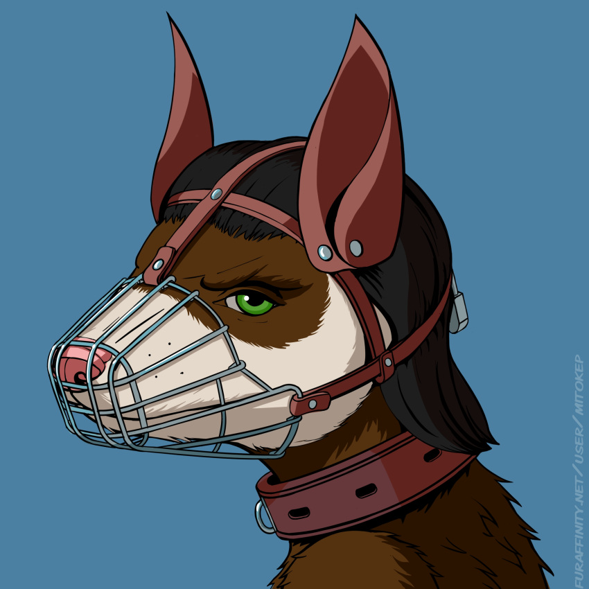 2022 absurd_res anthro bdsm black_hair blue_background bondage bound brown_body brown_fur cage_muzzle collar digital_media_(artwork) domestic_ferret fake_dog_ears fur green_eyes hair hi_res lock looking_at_viewer male mammal mitokep mustela mustelid musteline muzzle_(object) muzzled petplay pink_nose roleplay simple_background solo straps text true_musteline url white_body white_fur