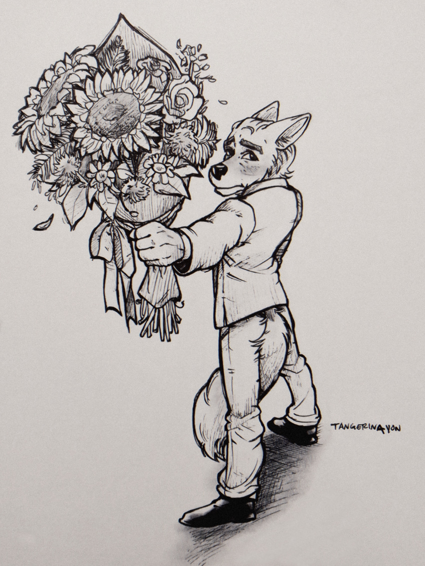 2022 anthro blush blush_lines bouquet bow_ribbon canid canine canis clothing coyote daisy_(flower) ears_back flower flower_bouquet footwear hi_res holding_object inktober looking_away male mammal nervous pivoted_ears plant rose_(flower) shoes slicked_back_hair solo suit sunflower tail_between_legs tangerin4yon traditional_media_(artwork)