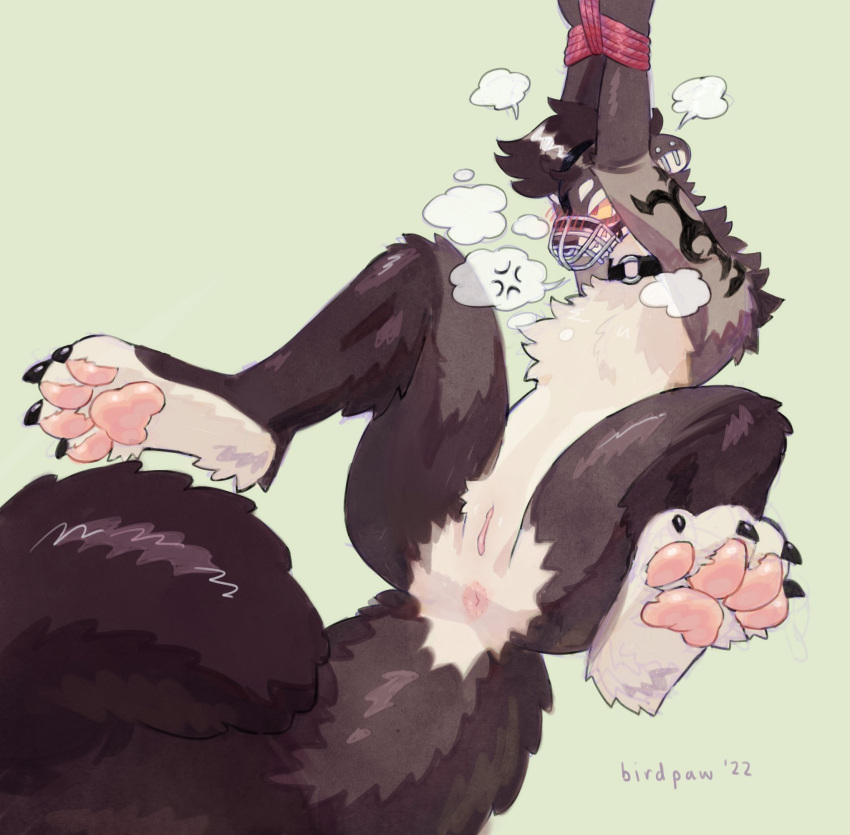 2022 4_toes andromorph angry anthro anus arm_tattoo arms_tied artist_name big_tail birdpaw_(artist) black_claws blush bound breath brown_body brown_ears brown_fur brown_hair chest_tuft claws digital_media_(artwork) ear_piercing eyebrows feet fluffy fluffy_tail fur genitals glistening glistening_hair glistening_legs glistening_pawpads glistening_tail gloves_(marking) green_background grey_body grey_fur gulonine hair harley_(moocowgoocow) hi_res industrial_piercing intersex knee_tuft leg_tuft mammal markings marten mustelid musteline muzzle_(object) muzzled pawpads piercing pine_marten pink_anus pink_pawpads pink_pussy pussy raised_arms red_rope rope simple_background solo spread_legs spreading submissive submissive_andromorph submissive_anthro submissive_intersex tail_tuft tan_body tan_fur tattoo toes tuft white_eyebrows white_eyelids yellow_sclera