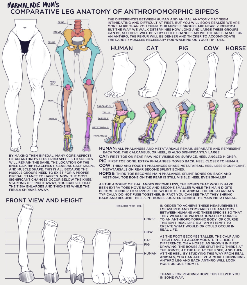 absurd_res anatomy anthro biped bone bovid bovine cattle clothed clothing domestic_cat domestic_pig english_text equid equine feet felid feline felis female hi_res hooves horse human humanoid_feet mammal marmalademum paws skeleton solo suid suina sus_(pig) text toes underwear underwear_only