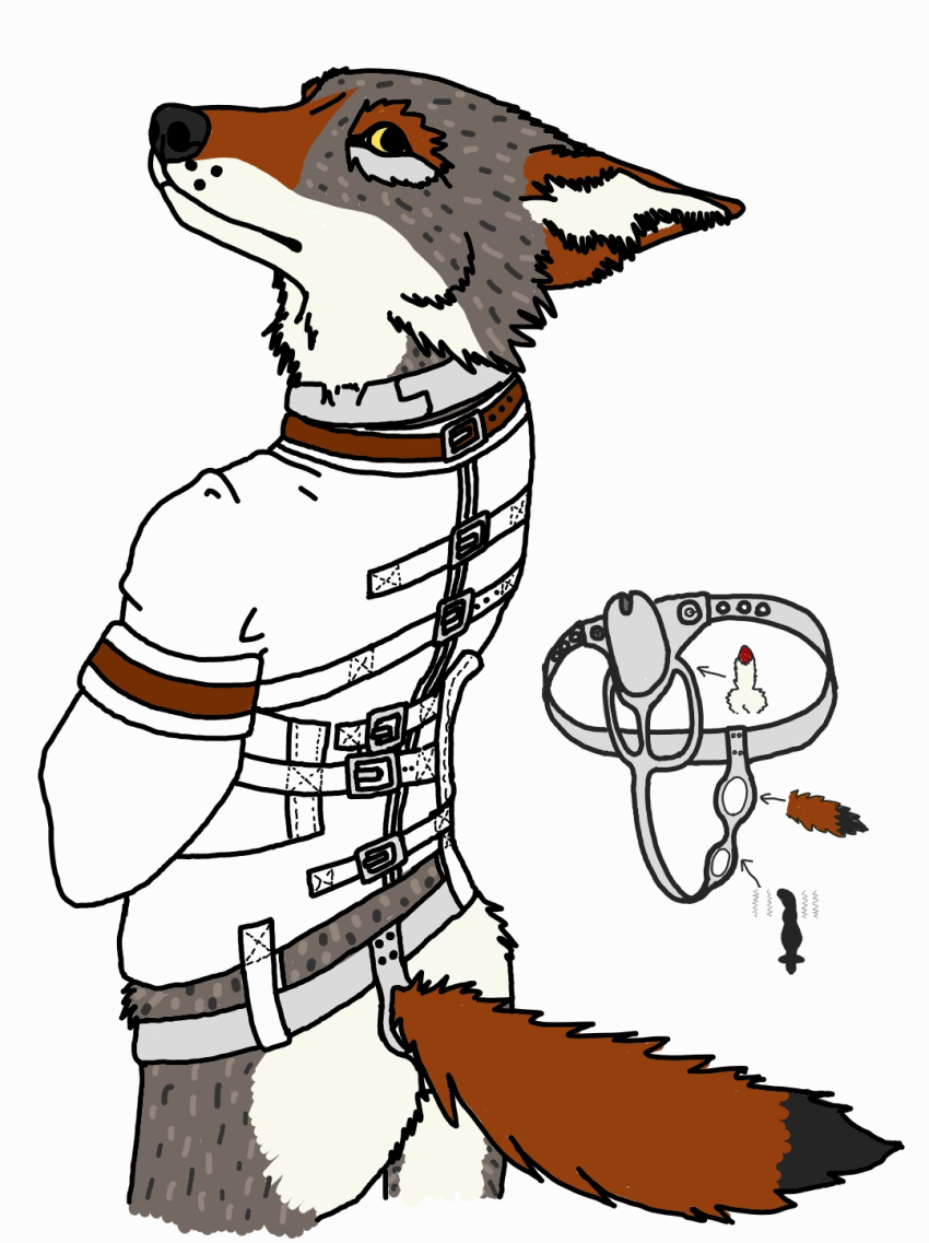 anthro bdsm bond bondage bound butt butt_fluff canid canine canis cathodeglow chastity_belt chastity_cage chastity_device collar coyote fur grey_body grey_fur hi_res looking_at_viewer male mammal metal_collar rear_view red_body red_fur restraints solo straitjacket straps