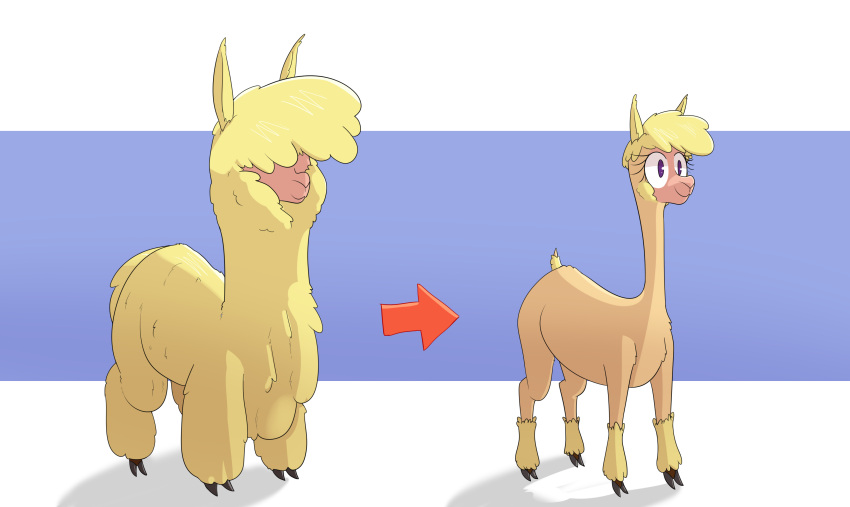 absurd_res alpaca bare_skin before_and_after camelid cloven_hooves female feral fluffy hair hair_over_eyes hi_res hitsuji hooves mammal paprika_paca_(tfh) purple_eyes red_arrow sheared simple_background solo them's_fightin'_herds