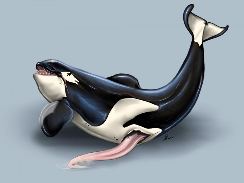 2020 animal_genitalia animal_penis anus bodily_fluids cetacean cetacean_penis cum delphinoid erection feral genital_fluids genital_slit genitals kayla_orca lying male mammal marine oceanic_dolphin on_side orca penis pink_penis presenting scar sharp_teeth signature slit solo tapering_penis teeth tongue toothed_whale