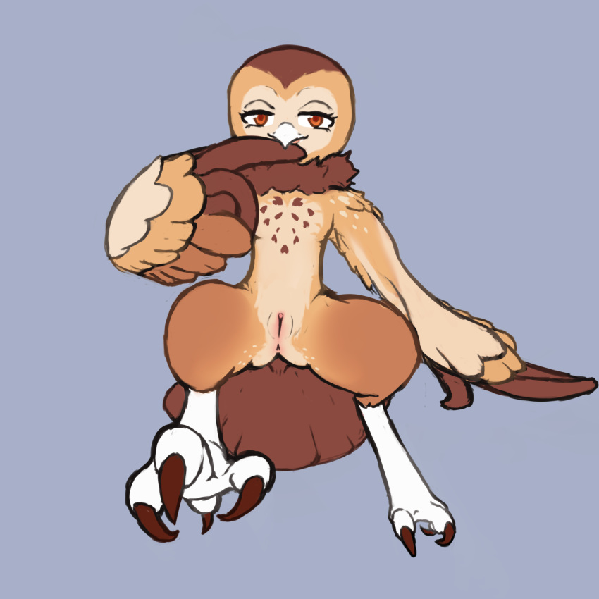 anthro anus avian barn_owl beak bird brown_body feathers female genitals hi_res masked_owl miya_(bluepegasi) nude obscenecanary owl presenting pussy simple_background solo solo_focus spread_legs spreading talons tytonid wings