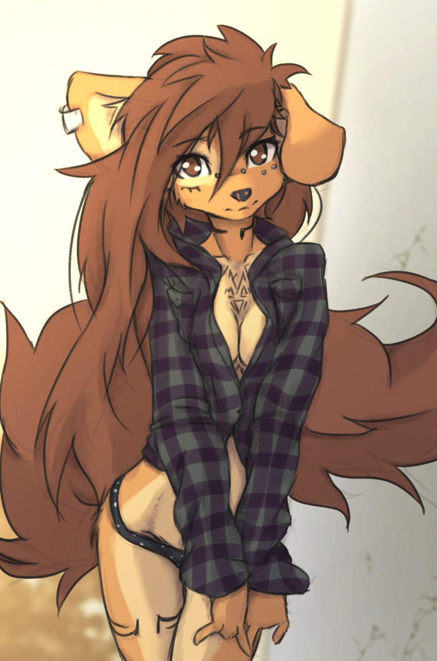 anthro apogee_(tinygaypirate) big_tail black_nose breast_squeeze breasts brown_body brown_eyes brown_fur brown_hair canid canine canis cheek_tuft cleavage clothed clothing cowlick domestic_dog dress_shirt ear_piercing eyebrow_through_hair eyebrows eyelashes facial_markings facial_piercing facial_tuft female floppy_ears fur furgonomics furry-specific_piercing hair hair_over_eye head_markings hi_res inner_ear_fluff long_hair looking_at_viewer mammal markings mottled mottled_nose muzzle_piercing nose_piercing one_eye_obstructed panties pattern_clothing pattern_shirt pattern_topwear piercing pink_nose plaid plaid_clothing plaid_shirt plaid_topwear pubic_mound shirt simple_background slim smile solo spitz standing tan_background tinygaypirate topwear translucent translucent_hair tuft underwear