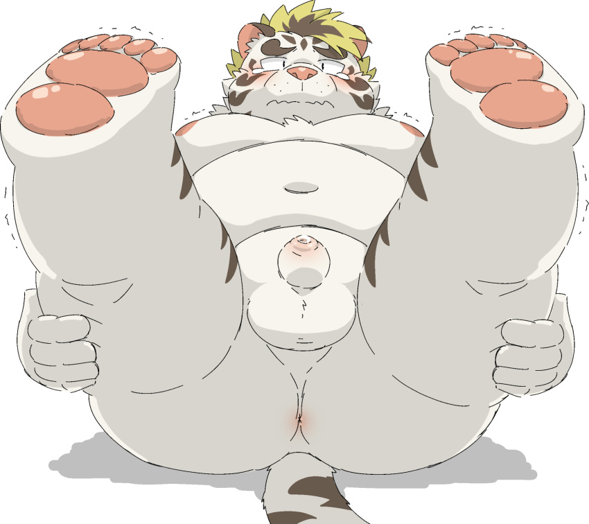 2022 anthro anus balls belly blush butt felid genitals hi_res humanoid_hands kemono licho_(tas) lifewonders male mammal moobs navel nipples overweight overweight_male pantherine penis ptcmtr small_penis solo tiger tokyo_afterschool_summoners video_games white_body