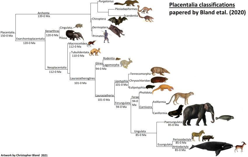 aardvark absurd_res anteater archonta armadillo asian_elephant baleen_whale banxring bovid california_sea_lion caprine cetacean cheetah chiropteran cingulate classification demoptera elephant elephantid equid equine eulipotyphlan euungulate exarchontoplacental felid feline ferae giant_anteater glires goat hare hi_res human lagomorph laurasiatheroglires leporid lipotyphlan mammal manatee marine mole_(animal) mole_(disambiguation) murid murine neoplacental paenungulate pangolin pilosan pinniped plesiadapiformes primate proboscidean purgatorius rat rhinocerotoid right_whale rodent sea_lion sengi sirenian temporal_range tubulidentata xenarthran zebra