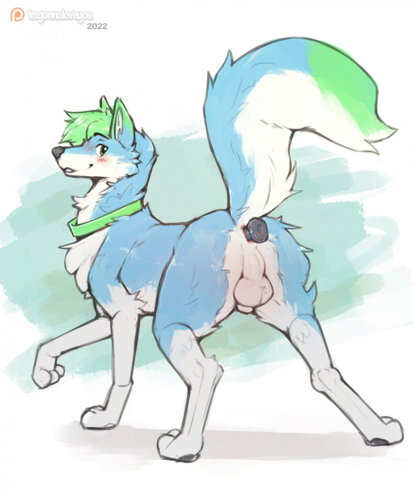 2022 anal anal_penetration animal_genitalia anus balls blue_body blue_fur blush butt buttplug buttplug_in_ass buttplug_insertion canid canine canis digital_media_(artwork) domestic_dog feral fully_sheathed fur genitals green_background green_body green_fur green_hair hair hi_res imgonnaloveyou looking_at_viewer looking_back looking_back_at_viewer male mammal multicolored_body multicolored_fur penetration perineum plug_(sex_toy) plug_insertion quadruped sex_toy sex_toy_in_ass sex_toy_insertion sheath simple_background solo white_background white_balls white_body white_fur white_sheath