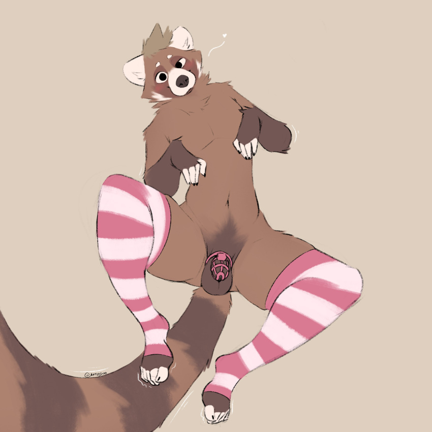 5_fingers absurd_res ailurid anthro balls blonde_hair brown_body brown_fur chastity_device clothing fingers footwear footwear_only fur genitals hair hi_res looking_at_viewer male mammal markings minedoo minedoo_(character) mostly_nude red_panda simple_background socks socks_only solo striped_markings striped_tail stripes tail_markings white_body white_fur