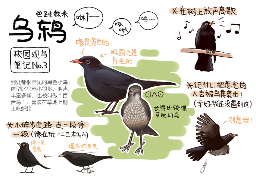 animal animal_focus bird black_eyes chinese_commentary chinese_text closed_mouth commentary_request flying garlica highres looking_at_viewer motion_blur multiple_views music musical_note no_humans original poop running simple_background singing thrush translation_request white_background