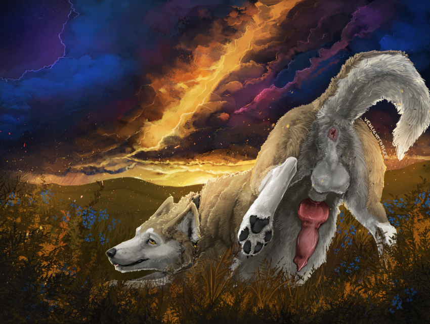 amber_eyes animal_genitalia animal_penis anus ass_up balls belly black_nose black_pawpads blep blue_flower canid canine canine_genitalia canine_penis canis cloud detailed_background dust evening feral flower fur genitals hill knot looking_at_viewer looking_back male mammal multicolored_body multicolored_fur nintendo orange_sky pawpads penis pink_anus pink_penis plant pokemon purple_sky raised_leg rear_view sky solo summer sunset tan_body tan_fur thunder tongue tongue_out two_tone_body two_tone_fur venlightchaser white_balls white_belly white_body white_fur wolf
