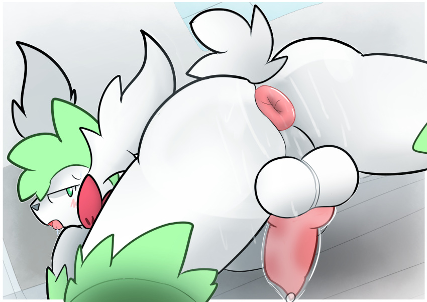 anthro anus blush bodily_fluids butt generation_4_pokemon knot legendary_pokemon male nintendo pokemon pokemon_(species) presenting presenting_anus presenting_hindquarters puffy_anus rear_view shaymin solo sparkmelon sweat sweaty_butt sweaty_legs sweaty_thighs tongue tongue_out