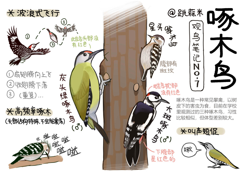 animal animal_focus bird black_eyes chinese_commentary chinese_text closed_mouth commentary flying from_side full_body garlica highres multiple_views no_humans original pecking simple_background sound_effects translation_request tree white_background woodpecker