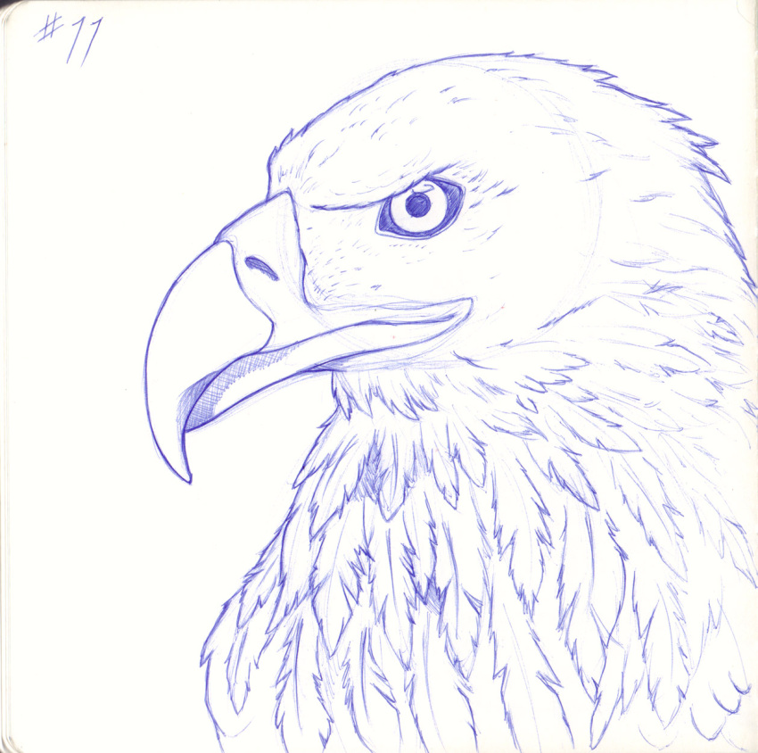 2022 accipitrid accipitriform ambiguous_gender avian beak bird blue_and_white detailed detailed_feathers eagle feathers feral headshot_portrait hi_res inktober_2022 looking_at_viewer monochrome number portrait simple_background sogaroth solo white_background