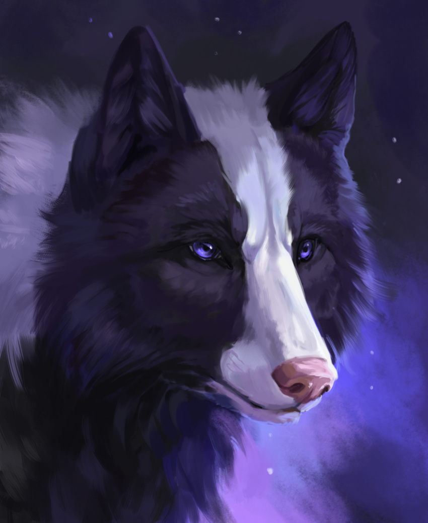 2022 black_body black_fur canid canine canis digital_media_(artwork) feral fur hi_res mammal muns11 purple_eyes solo white_body white_fur wolf