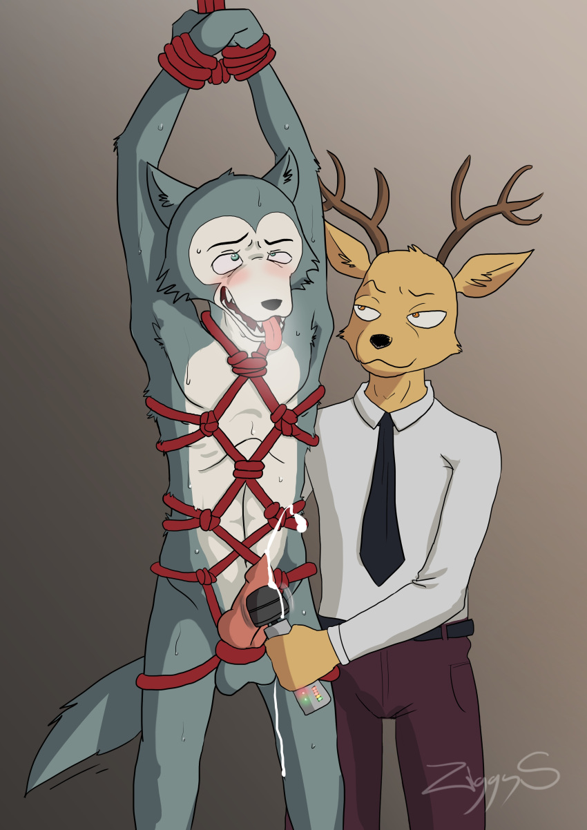 absurd_res anthro bdsm beastars bondage bound canid canine canis cervid duo forced forced_orgasm hi_res legoshi_(beastars) louis_(beastars) male male/male mammal orgasm overstimulation restraints rope rope_bondage rope_harness sex_toy vibrator wolf ziggy_s