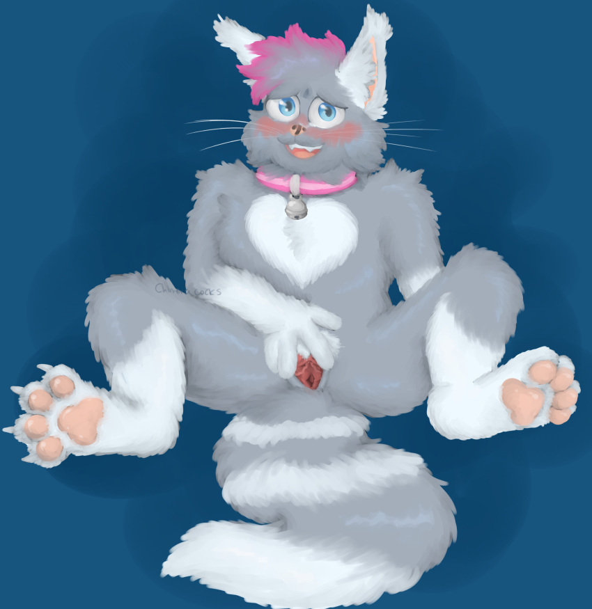 absurd_res anthro blush cheek_tuft chimeracocks collar crystal_(spoonfulofsuga) domestic_cat facial_tuft felid feline felis fluffy fluffy_tail genitals heart_(marking) hi_res maine_coon male mammal painting_(artwork) paws pinup pose pussy shy solo spread_legs spread_pussy spreading traditional_media_(artwork) trans_(lore) trans_man_(lore) tuft tufted_ears