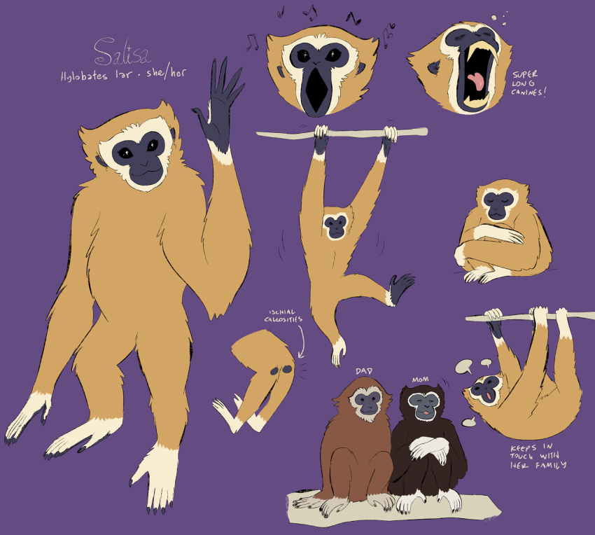 ape branch butt english_text female feral gibbon group haplorhine lar_gibbon male mammal model_sheet musical_note on_branch parent_and_daughter primate spoonfayse text trio