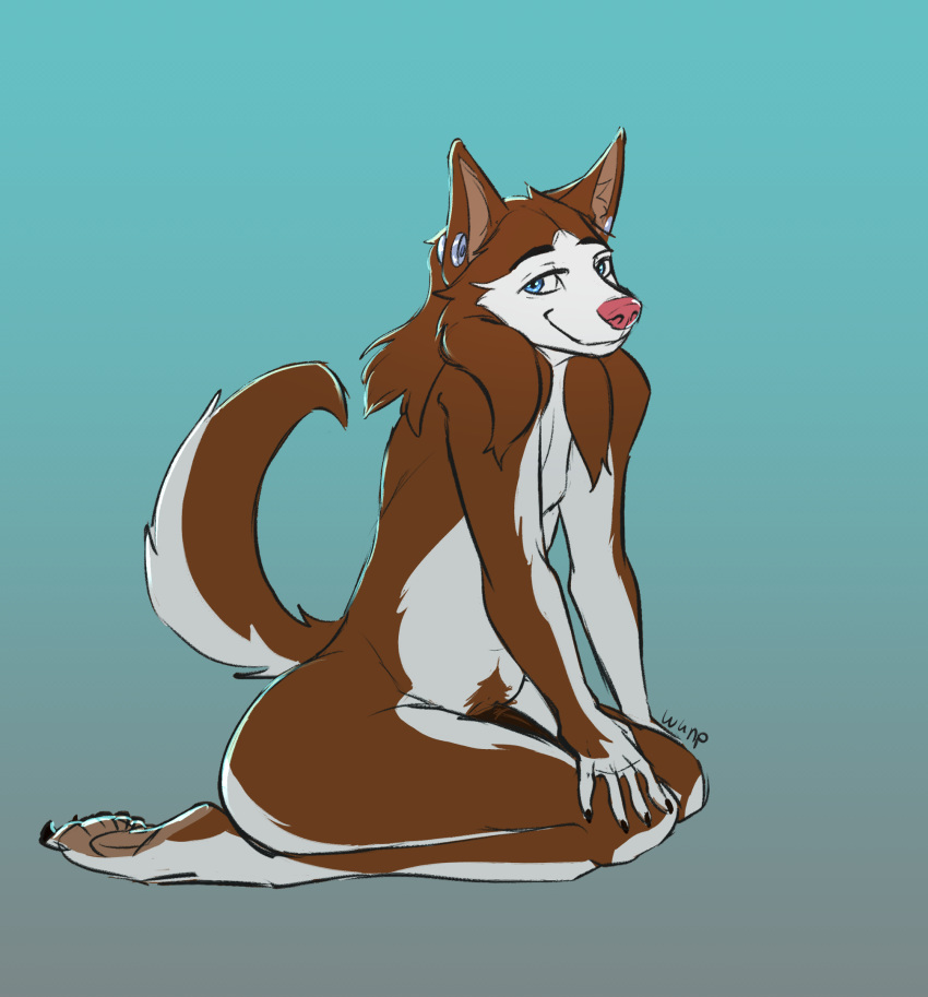 anthro blue_eyes brown_and_white canid canine canis domestic_dog genitals hi_res husky hybrid male mammal monochrome nordic_sled_dog penis pubes sitting sketch solo spitz wunp