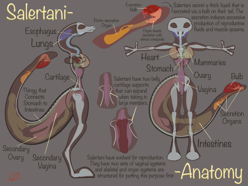 anatomy anatomy_reference anthro areola big_tail bone breasts cartilage female genitals hi_res long_neck model_sheet non-mammal_breasts nude organs original_content ovaries penetration pussy salertani scalie secretions skeleton small_waist solo standing text thick_thighs vaginal vaginal_penetration vike_mike