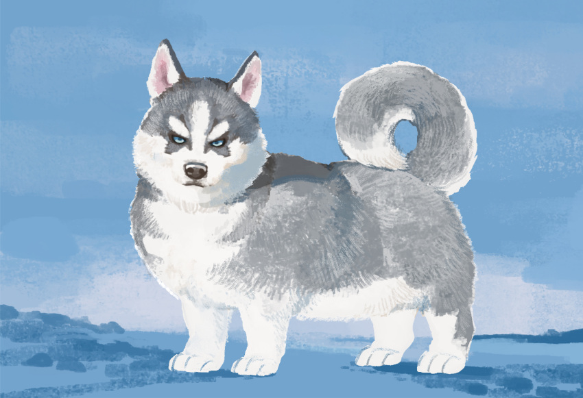 ambiguous_gender black_nose blue_background blue_eyes canid canine canis domestic_dog feral fur grey_body grey_fur husky looking_at_viewer mammal nisimawari nordic_sled_dog outside quadruped simple_background solo spitz white_body white_fur