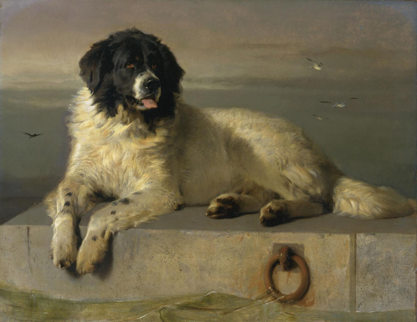 1831 19th_century ancient_art avian bird canid canine canis cloud domestic_dog edwin_henry_landseer feral flying fur gull lari larid mammal molosser mountain_dog newfoundland_dog oil_painting_(artwork) open_mouth painting_(artwork) sea sky tongue tongue_out traditional_media_(artwork) water white_body white_fur