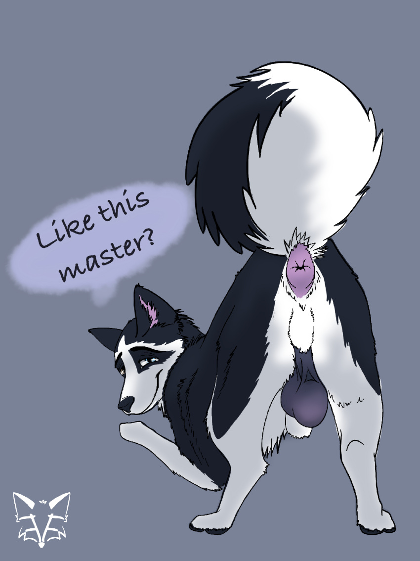 absurd_res anatomically_correct anatomically_correct_anus anatomically_correct_genitalia animal_genitalia anus ass_up backsack balls begging begging_pose breedable butt canid canine canis domestic_dog feral feralfox fluffy fluffy_tail fully_sheathed genitals hi_res husky looking_at_viewer looking_back male mammal nordic_sled_dog penetration perineum pose presenting presenting_anus presenting_hindquarters puffy_anus questioning raised_tail sack saggy_balls sheath solo speech_bubble spitz