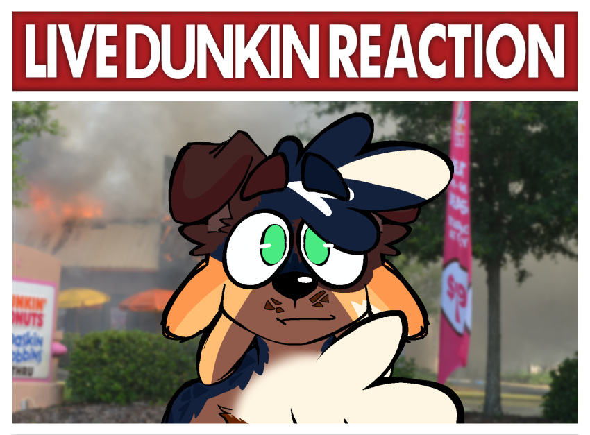 anthro baskin_robbins blue_body blue_fur blue_merle brown_body brown_fur canid canine dunkin'_donuts dunkin_(jamsire) fire floppy_ears fur green_eyes hi_res jamsire live_slug_reaction mammal meme oblivious orange_body orange_fur photo_background solo white_body white_fur