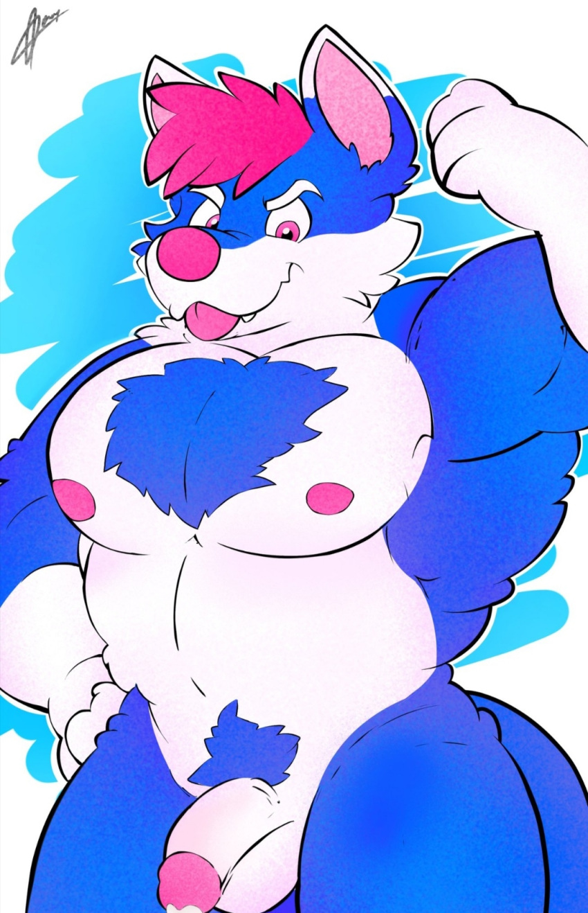 anthro balls blue_body blue_fur canid canine canis domestic_dog fur genitals hair hi_res humanoid_genitalia humanoid_penis male mammal nipples nude pecs penis pink_hair rufus_iox solo teeth tongue tongue_out white_body white_fur