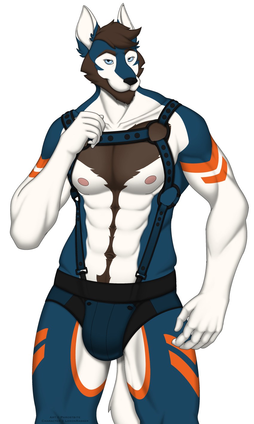 abs absurd_res alpha_channel anthro beard blue_body blue_fur brown_beard brown_hair bulge canid canine canis clothed clothing collarbone countershading facial_hair fur hair harness hi_res looking_at_viewer love_handles male mammal multicolored_body muscular muscular_male nipples orange_body orange_fur phrostbite pink_nipples prick_ears rasker signature simple_background skimpy solo tail thick_thighs transparent_background watermark white_body white_fur wolf