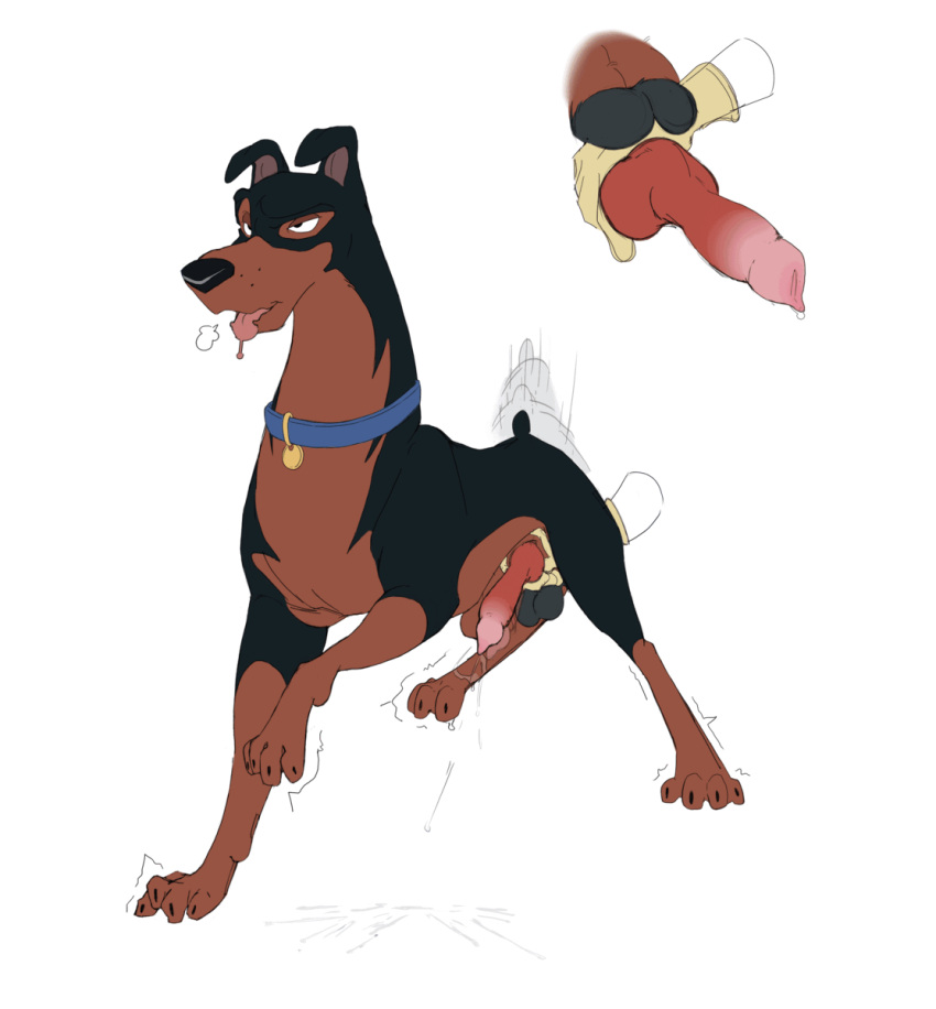 anatomically_correct anatomically_correct_genitalia animated bestiality buster_(lady_and_the_tramp) canid canine canis daemon_lady disney dobermann domestic_dog ejaculation feral genitals handjob hi_res humping knotting lady_and_the_tramp male mammal mastiff molosser orgasm penile pinscher rottweiler sex solo