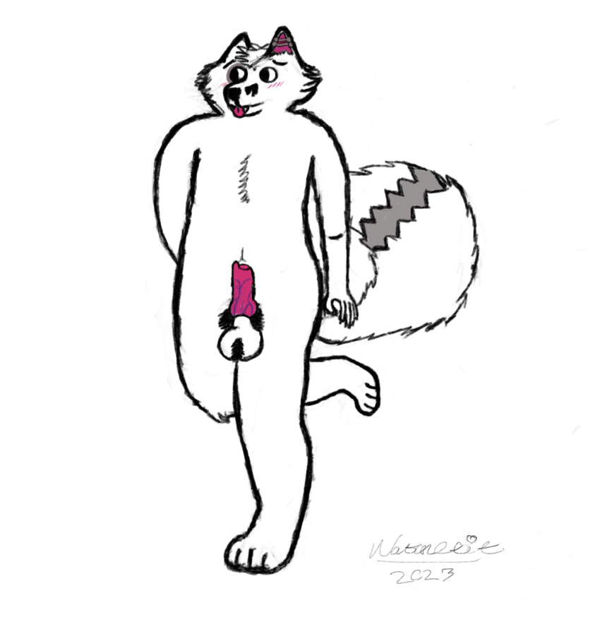 2023 animal_genitalia animal_penis anthro ball_tuft balls blep blush canid canine canine_penis chest_tuft cute_fangs ear_piercing embarrassed erection fox genitals hi_res male mammal markings notanexit on_one_leg penis piercing pubes sketch slightly_chubby solo standing tail tail_markings tongue tongue_out tuft