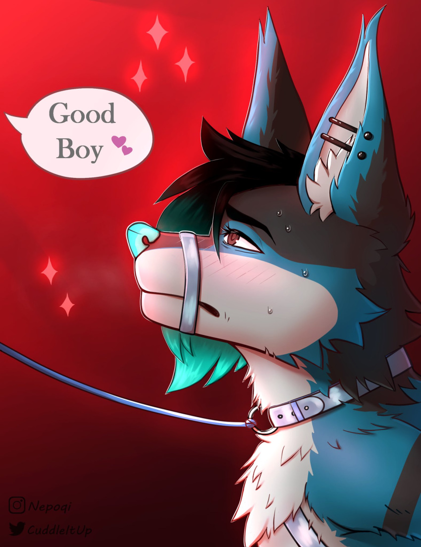 &lt;3 anthro black_body black_fur black_hair blue_body blue_fur blush bodily_fluids brown_eyes canid canine canis collar ear_piercing fur hair harness hi_res inner_ear_fluff leash leash_and_collar leash_pull looking_at_another looking_at_partner looking_up male mammal muzzle_(object) muzzled nepoqi nude piercing simple_background solo speech_bubble star submissive submissive_male sweat sweatdrop teal_hair teal_nose text text_with_heart tuft white_body white_fur