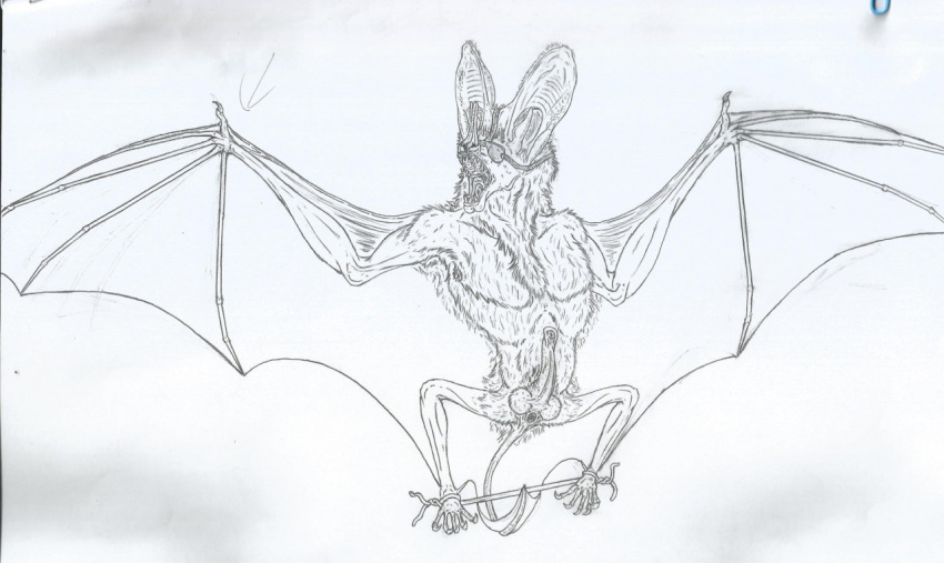 anatomically_correct anatomically_correct_genitalia anatomically_correct_penis animal_genitalia animal_penis anus balls bat bat_ears bat_nose bat_penis bat_wings blindfold erection eyegis-garr feral genitals ghost_bat line_art male mammal megadermitid membrane_(anatomy) membranous_wings microbat neck_tuft open_mouth penis solo spread_wings spreader_toy tail teeth_visible traditional_media_(artwork) tuft unfinished wings