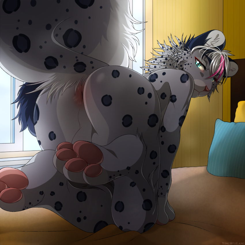 all_fours anthro balls bed butt felid furniture genitals hi_res leopard_spots looking_at_viewer looking_back male mammal on_bed pantherine pawpads paws pink_pawpads presenting presenting_hindquarters raised_tail snow_(past413) snow_leopard solo spots tail tonosan