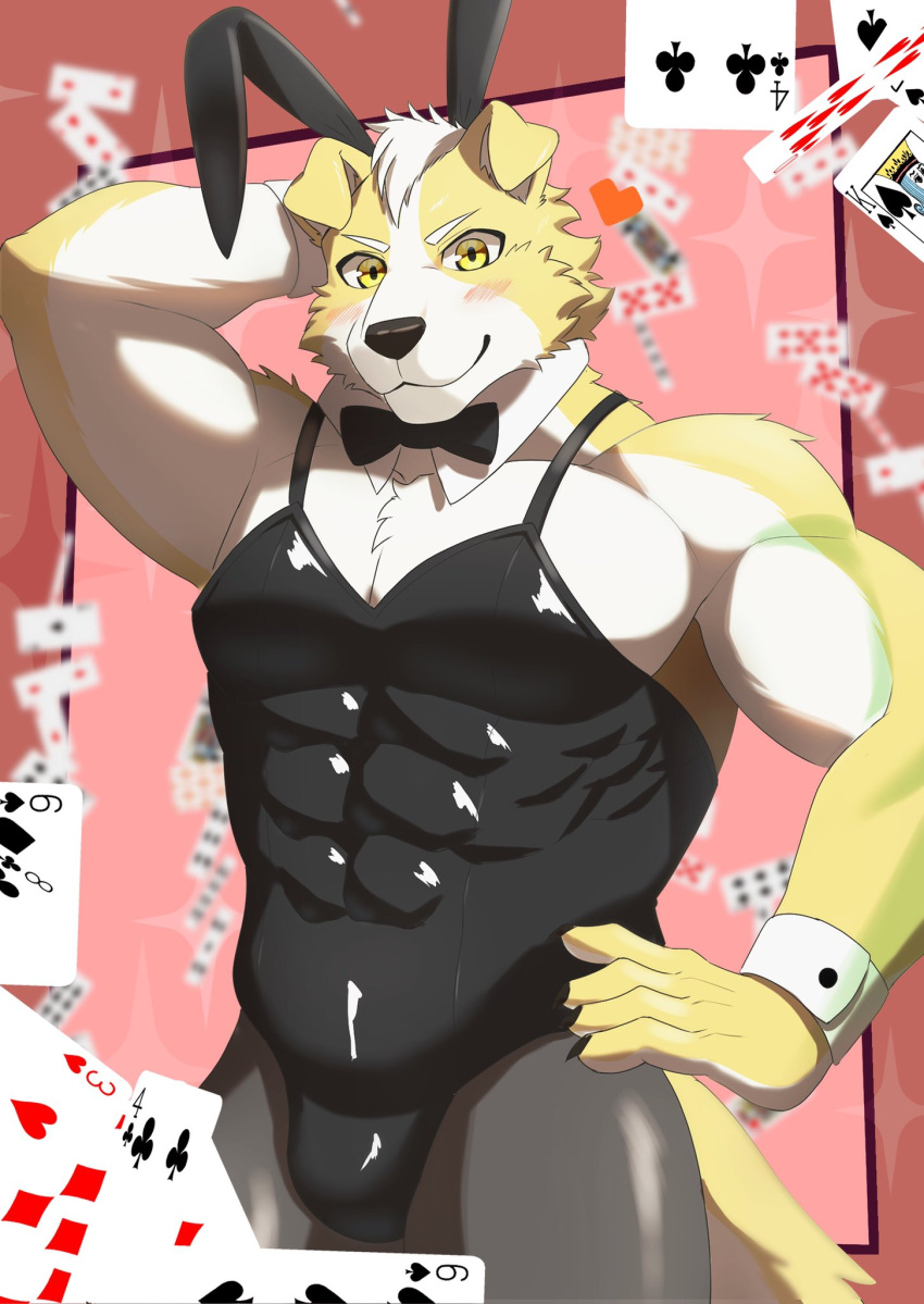 &lt;3 2023 abs abstract_background anthro bow_tie bulge bunny_costume canid canine canis card clothed clothing costume crossdressing digital_drawing_(artwork) digital_media_(artwork) domestic_dog fake_ears fake_rabbit_ears fur hair hi_res kiramofu male mammal muscular muscular_anthro muscular_male pecs playing_card red_background simple_background solo white_body white_fur white_hair yellow_body yellow_eyes yellow_fur