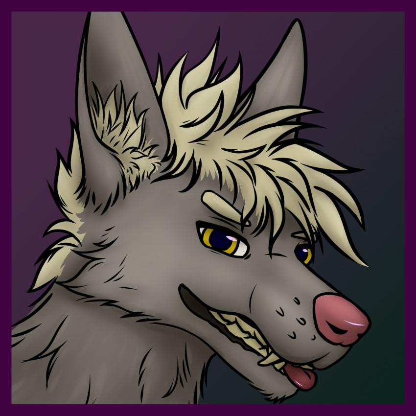 1:1 anthro blep border canid canine canis hi_res icon male mammal pink_nose portrait purple_border solo tongue tongue_out were werecanid werecanine weremlems werewolf wolf