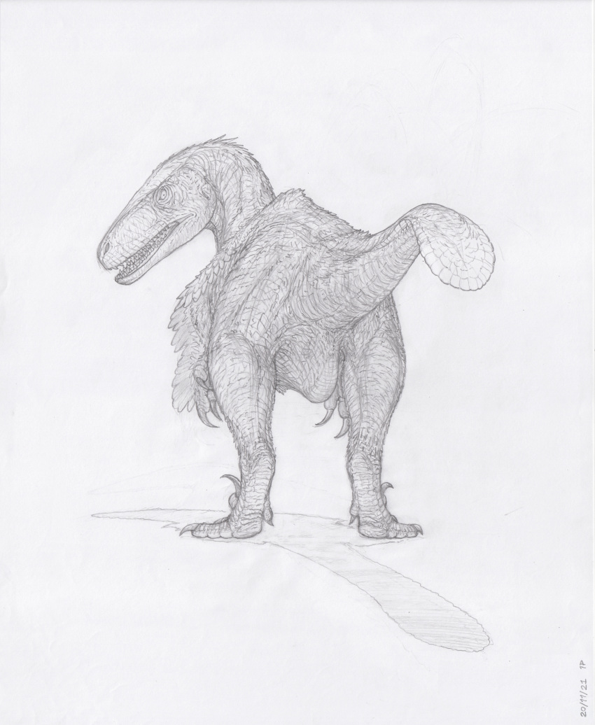 absurd_res ambiguous_gender animal_genitalia butt claws cloaca dinosaur dromaeosaurid feather_hands feathered_arms feathered_dinosaur feathers feral genitals graphite_(artwork) hi_res looking_at_viewer looking_back monochrome nude rear_view reptile scalie simple_background solo tail_feathers teeth theropod toe_claws traditional_media_(artwork) utahraptor winged_arms wings zw3