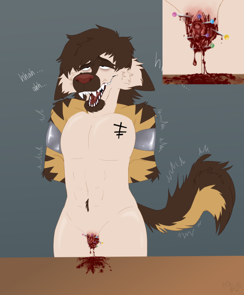 andromorph anthro blood bodily_fluids clit_torture clitoral_hood clitoris duct_tape genital_torture genitals gore hands_behind_back hi_res hyena intersex mammal masochism mr._blue_(artist) parker_(kibbleztheyeen) pins pussy pussy_torture restrained sharp_teeth solo striped_hyena tape teeth torture