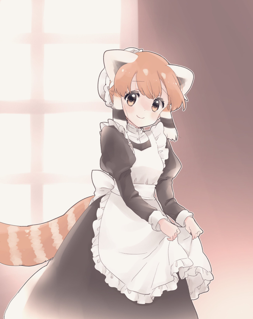 1girl absurdres animal_ears apron_hold bangs black_hair commentary extra_ears hat highres juliet_sleeves kemono_friends kuromitsu_(9633_kmfr) lesser_panda_(kemono_friends) long_sleeves maid mob_cap multicolored_hair orange_hair puffy_sleeves red_panda_ears red_panda_tail short_hair smile solo tail white_hair