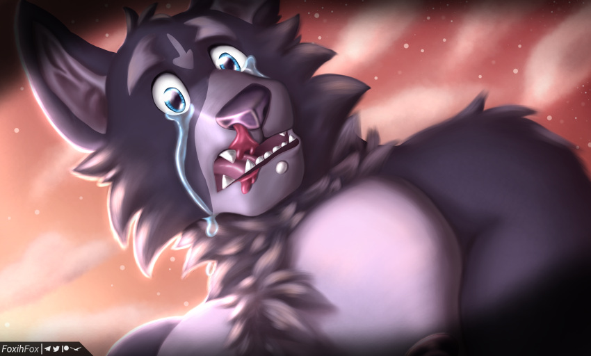 adastra adastra_(series) amicus_(adastra) anthro bodily_fluids canid canine canis crying detailed_background digital_media_(artwork) echo_project foxihfox fur grey_body grey_fur hi_res looking_at_viewer male mammal multicolored_body multicolored_fur muscular muscular_male nipples open_mouth solo tears tears_of_pain tongue visual_novel wolf